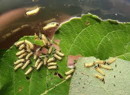 Attēlu rezultāti vaicājumam “Capsus ater imago”