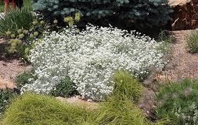 Attēlu rezultāti vaicājumam “Cerastium tomentosum”