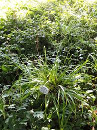 Attēlu rezultāti vaicājumam “Festuca altissima flower”
