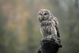 Attēlu rezultāti vaicājumam “Strix uralensis adult”