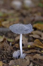 Attēlu rezultāti vaicājumam “Coprinus lagopus”