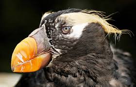 Image result for Fratercula cirrhata