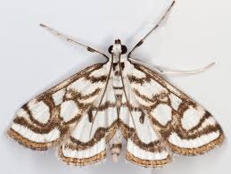 Attēlu rezultāti vaicājumam “Nymphula nitidulata”