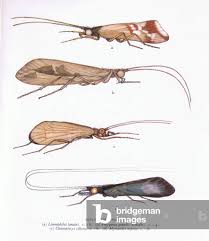 Attēlu rezultāti vaicājumam “Chaetopteryx villosa”