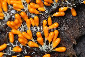 Attēlu rezultāti vaicājumam “Leocarpus fragilis”