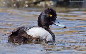 Image result for Aythya affinis