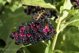 Attēlu rezultāti vaicājumam “Phytolacca acinosa leaf”