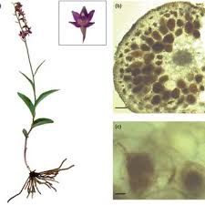 Attēlu rezultāti vaicājumam “Epipactis atrorubens”