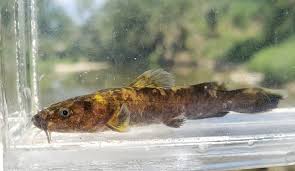 Image result for Pylodictis olivaris