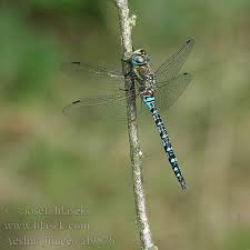 Attēlu rezultāti vaicājumam “Aeshna juncea male”