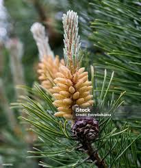 Attēlu rezultāti vaicājumam “Pinus sylvestris male flower”