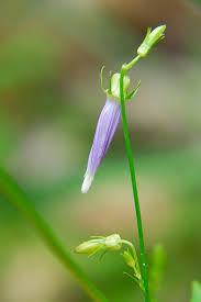 Attēlu rezultāti vaicājumam “Campanula cervicaria bud”