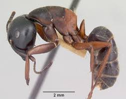Attēlu rezultāti vaicājumam “Camponotus herculeanus”