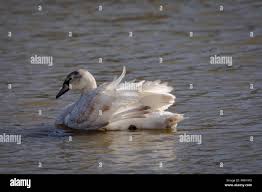 Attēlu rezultāti vaicājumam “Cygnus olor juvenile”