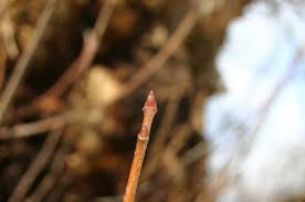 Attēlu rezultāti vaicājumam “Acer saccharinum bud”