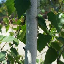 Attēlu rezultāti vaicājumam “Betula pendula”