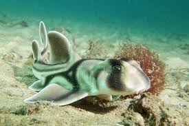 Image result for Heterodontus portusjacksoni