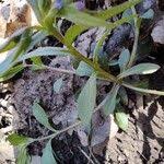 Attēlu rezultāti vaicājumam “Myosotis sparsiflora”