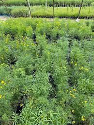 Image result for Coreopsis