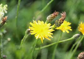 Attēlu rezultāti vaicājumam “Leontodon hispidus flower”