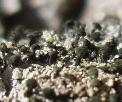 Attēlu rezultāti vaicājumam “Calicium adspersum”