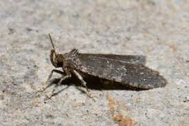 Attēlu rezultāti vaicājumam “Luquetia lobella”