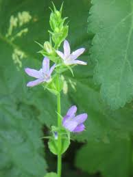 Attēlu rezultāti vaicājumam “Campanulaceae”