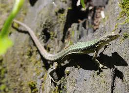 Attēlu rezultāti vaicājumam “Reticularia jurana”