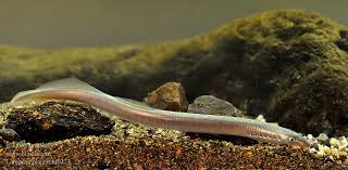 Attēlu rezultāti vaicājumam “Lampetra planeri”