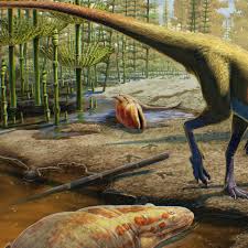 Attēlu rezultāti vaicājumam “Didymium serpula young”