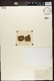 Attēlu rezultāti vaicājumam “Biatora sphaeroides”