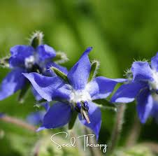 Image result for Borago officinalis