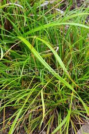 Attēlu rezultāti vaicājumam “Carex sylvatica leaf”