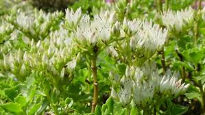 Attēlu rezultāti vaicājumam “Sedum album flower”