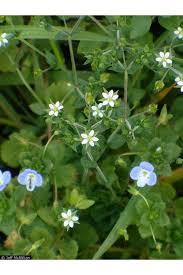 Attēlu rezultāti vaicājumam “Arenaria serpyllifolia flower”