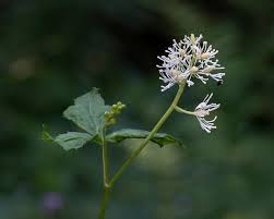 Attēlu rezultāti vaicājumam “Actaea spicata flower”