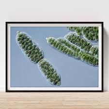 Attēlu rezultāti vaicājumam “Nostoc pruniforme cells”