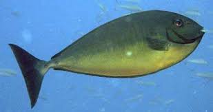 Image result for Naso hexacanthus