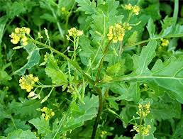 Attēlu rezultāti vaicājumam “Rorippa palustris leaf”