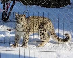 Image result for Essex Leopards