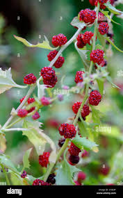 Image result for chenopodium foliosum