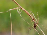 Attēlu rezultāti vaicājumam “Festuca arenaria”