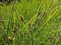 Attēlu rezultāti vaicājumam “Carex pilulifera”