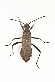 Attēlu rezultāti vaicājumam “Alydus calcaratus imago”