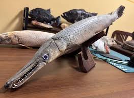 Image result for Atractosteus spatula