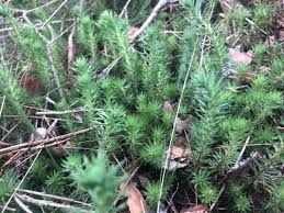 Attēlu rezultāti vaicājumam “Huperzia selago”