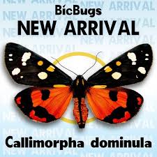 Attēlu rezultāti vaicājumam “Callimorpha dominula”