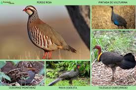 Attēlu rezultāti vaicājumam “Galliformes”