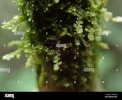 Attēlu rezultāti vaicājumam “Frullania fragilifolia”