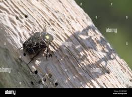 Attēlu rezultāti vaicājumam “Liocola lugubris”